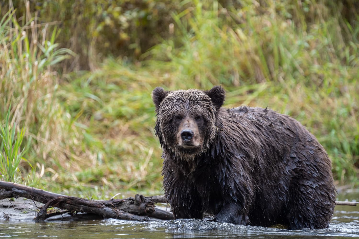 Watching Bears in BC: 3 Ways to See Grizzlies in the Wild in 2021